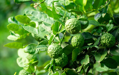 Fresh green bergamot fruit hanging from branch. bergamot tree garden and healthy food concept, group of bergamot,Bergamot medicinal plants with many - obrazy, fototapety, plakaty