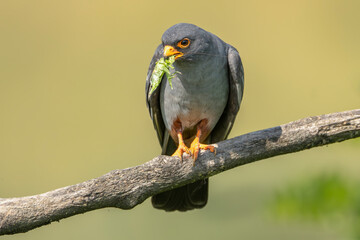 Red-footed falcon, western red-footed falcon - female perched with grasshopper- Tettigonia in beak at yellow background. Photo from Kisújszállás in Hungary.