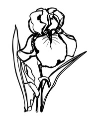 Flowers sketch	
