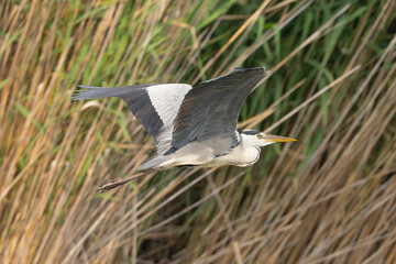 Grey heron - Ardea cinerea in flyinght with green background. Photo from Hungary