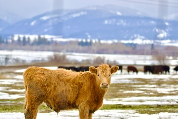 Cows of Montana red cow
