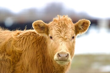 Cows of Montana red cow