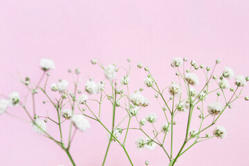 Gypsophila flowers on pink background