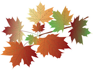 Naklejka na ściany i meble Vector autumn maple leaves, foliage, burgundy and light orange, brown and green colors. Branch of maple leaves of different autumn colors. Vector illustration. Autumn theme.