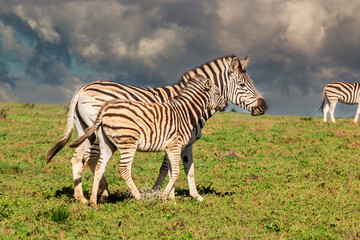 Fototapeta na wymiar Zebra with calf in Africa