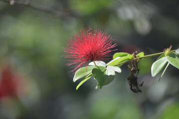 Red Mimosa Blossoms in the Summer Time