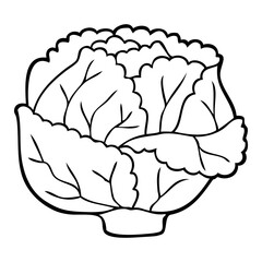 cabbage outline vector illustration