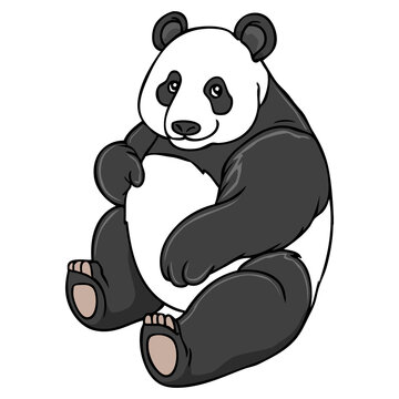 panda illustration