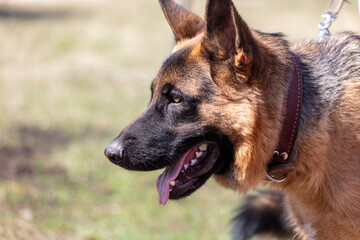 German shepherd dog close up portrait in sunny day
