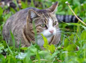 Portrait of a cat in green grass in nature