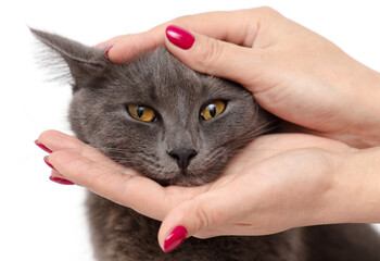 Cute gray cat with orange eyes and female hand on white background