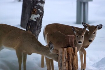 wHITE tAILED Deer of Montana in snow
