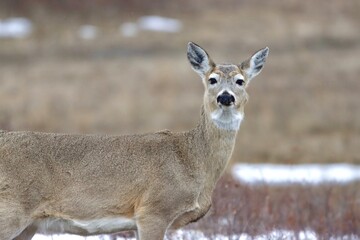 wHITE tAILED Deer of Montana in snow