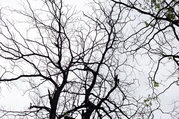 Dry tree branch silhouette. Dark background.