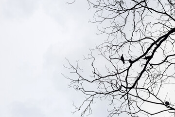 Fototapeta premium Dry tree branch silhouette with birds