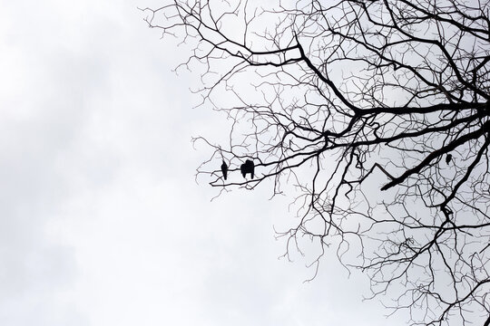 Dry tree branch silhouette with birds