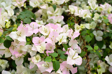 Beautiful bougainvillea flowers with green leaves