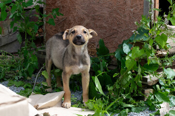 Cute homeless red puppy outdoor. Dog at the shelter. Lonely and abandoned dog