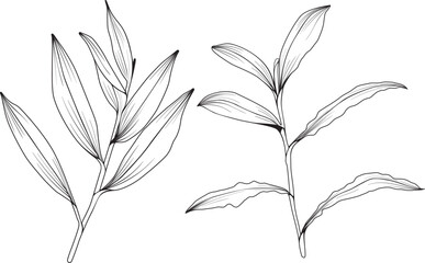 Hand drawn Barbed grass isolated, drawing plant, leaves, black, Cento theca lappacea