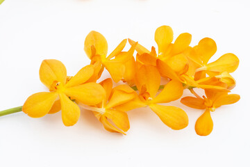 Yellow mokara orchid on white background.