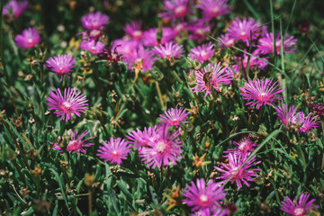 Obraz premium Butterfly on the pink flower