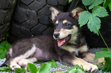 Cute homeless puppy outdoor. Dog at the shelter. Lonely and abandoned dog