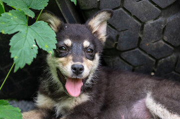 Cute homeless puppy outdoor. Dog at the shelter. Lonely and abandoned dog