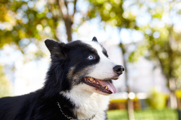 Siberian laika in autumn park. Dog on nature walk