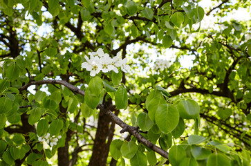 Beautiful white apple or pear blossom. Flowering apple/pear tree. Fresh spring background on nature outdoors. For easter and spring greeting cards