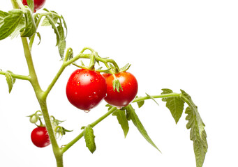 Tomato plant isolated on white background. Green seedling of fresh ripe red tomatoes, close up