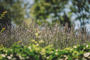 Lavender flower in summer