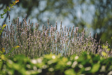 Lavender flower in summer