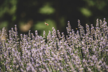 Lavender flower in spring