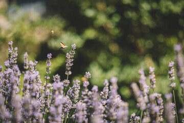 Lavender flower in the garden