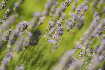 Lavender flowers in spring