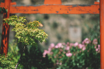 Green maple tree in the sumer