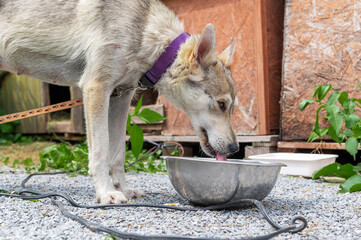 Dogs in a shelter drinks water from a bowl. Adorable mixed breed dogs drinking water from bowl