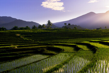 Beautiful morning view indonesia Panorama Landscape paddy fields with beauty color and sky natural light