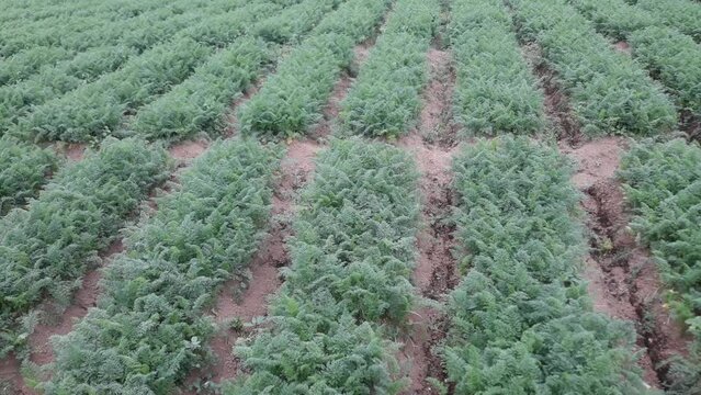celery or Apium graveolens which is commonly used for cooking ingredients. celery plantation areas agriculture field in the mountains and hills. selective focus
