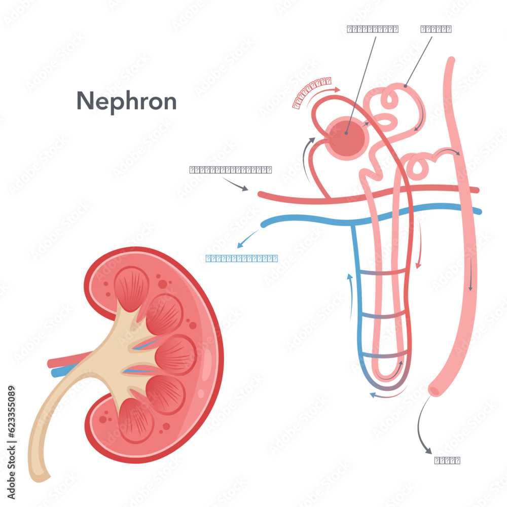 Wall mural Kidney nephron science vector illustration diagram