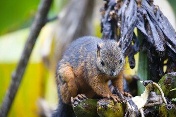 Obraz premium Eichhörnchen 3