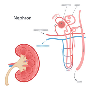 Kidney nephron science vector illustration diagram