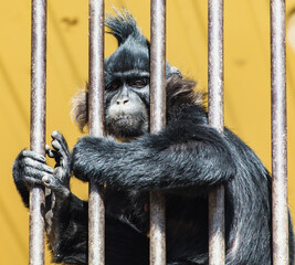 Portrait of a black monkey behind a fence in a zoo. Close-up