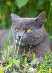 Portrait of a cat in green grass in nature