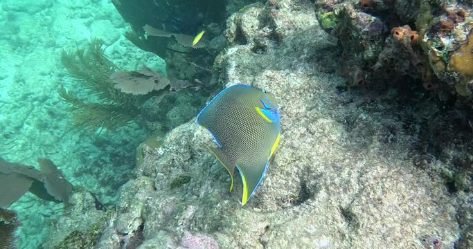 Queen Angel fish above coral reef close up