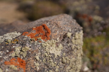 Fototapeta premium Orange colour against the barren rock Vibrant orange hues stand out boldly against the barren rock, creating a visually striking composition. 