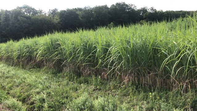 switch grass in summertime with young fresh plants, camera panning