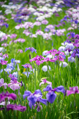 群生して咲く満開の花菖蒲