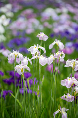 群生して咲く満開の花菖蒲