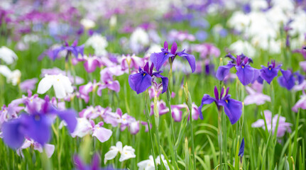 群生して咲く満開の花菖蒲